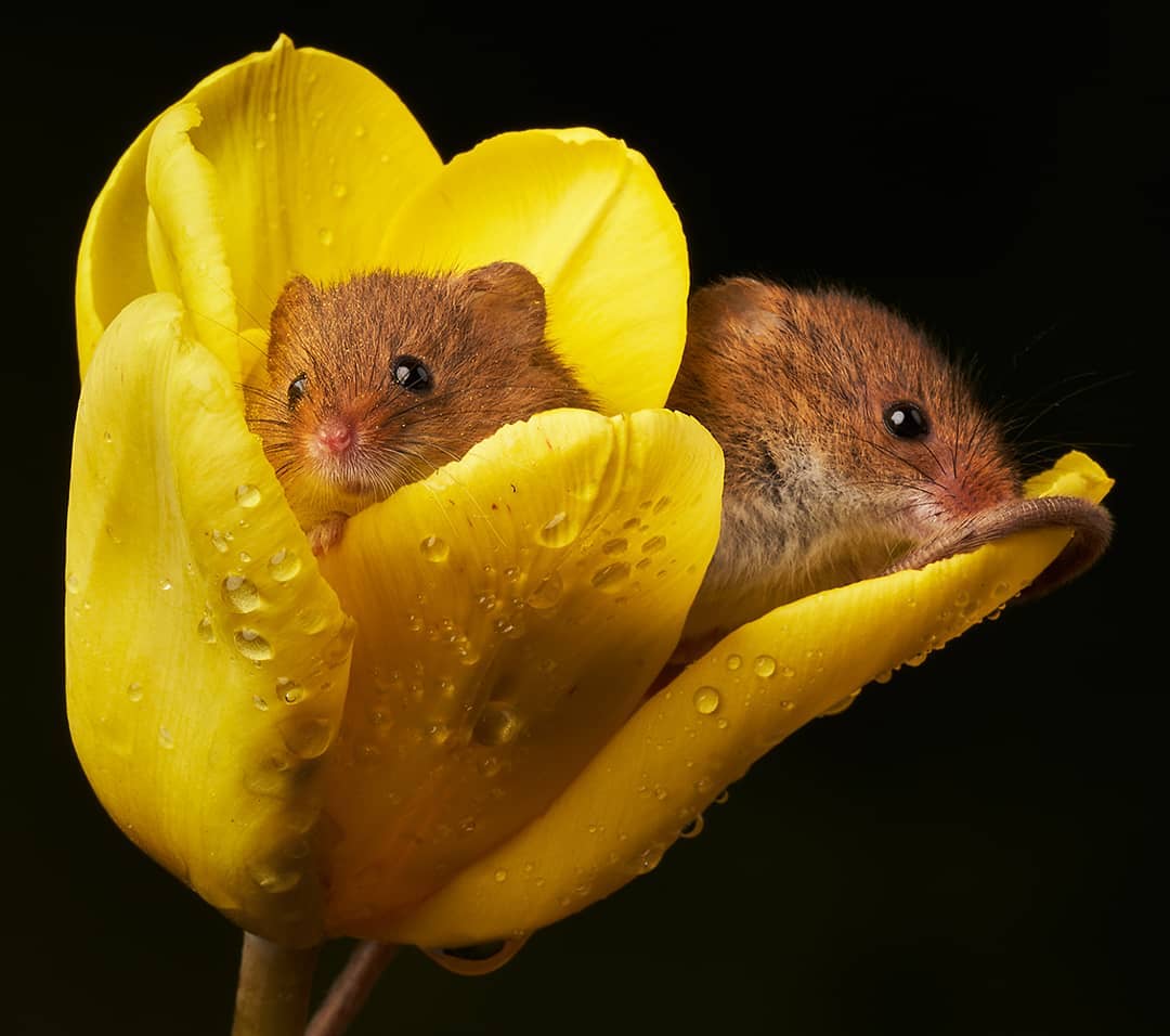 These Adorable Photographs Of Harvest Mice Inside Flowers Will Melt ...